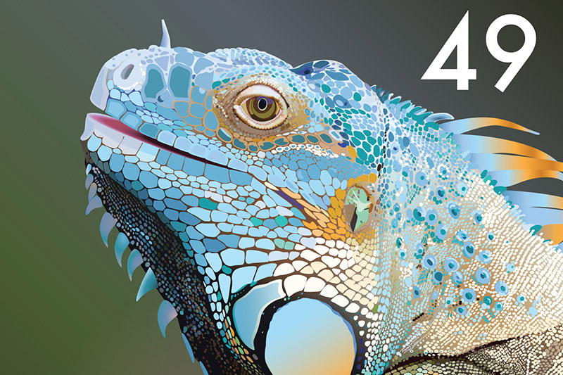 Illustration Project